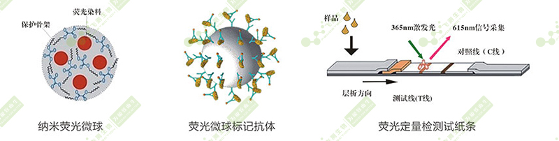 黃曲霉毒素B1熒光定量快速檢測系統(tǒng) 黃曲霉毒素B1熒光定量快速檢測系統(tǒng)