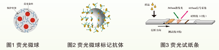 黃曲霉毒素B1熒光定量快速檢測卡 黃曲霉毒素B1熒光定量快速檢測卡