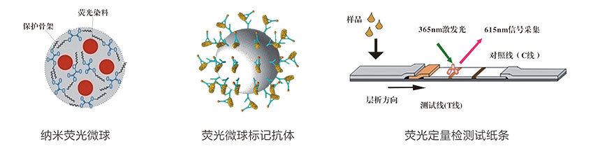 生物素(VB7)熒光定量快速檢測試紙條檢測原理 生物素(VB7)熒光定量快速檢測試紙條檢測原理